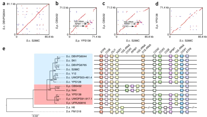 Figure 6  Comparative mitochondrial genomics. (a–d) Pairwise comparisons for the mitochondrial genomes of S288C and DBVPG6044 from   S