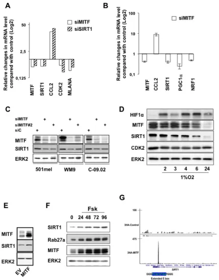 Figure 5: MITF regulates SIRT1 expression at the transcriptional level.  (A) qRT-PCR analysis of the genes indicated on the  figure in 501mel melanoma cells transfected with control, MITF or SIRT1 siRNA for 96 hrs