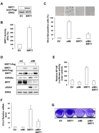 Figure 8: SIRT1 inhibition impairs melanoma cell  growth and resistance to PLX4032.  (A)  Western Blot  analysis of PLX4032 sensitive (WM9S) or resistant (WM9R)  WM9 melanoma cells exposed to PLX4032 5µM