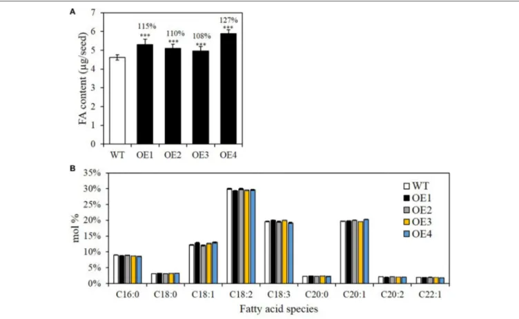 FIGURE 3 | Seed oil contents and fatty acid (FA) composition in seed-specific BASS2-overexpressing (OEs) seeds