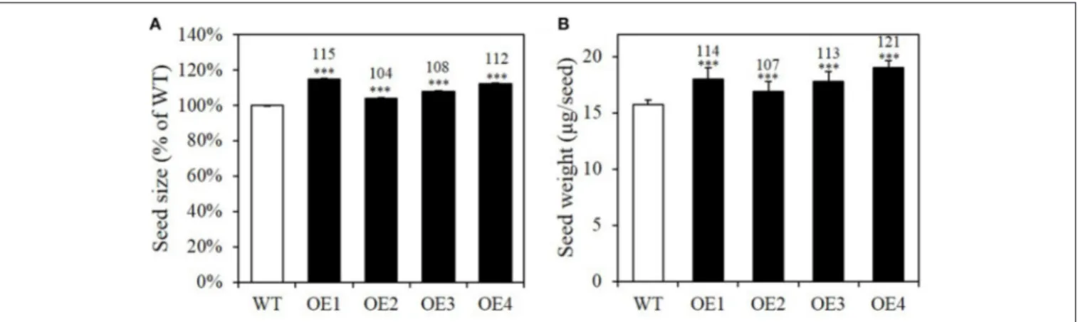 FIGURE 4 | BASS2-overexpressing plants produce larger and heavier seeds than the WT. (A) Seed size of wild-type (WT) and BASS2-overexpressing lines (OE1, OE2, OE3, and OE4)