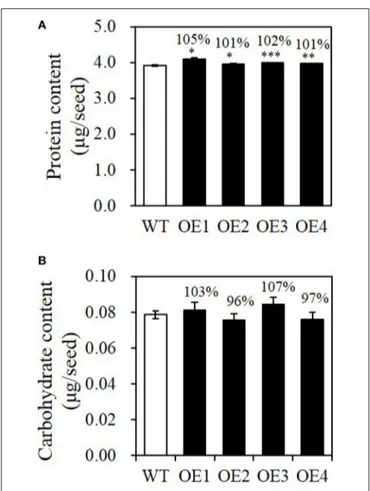 FIGURE 5 | Protein and carbohydrate contents of WT and BASS2-overexpressing (OEs) seeds
