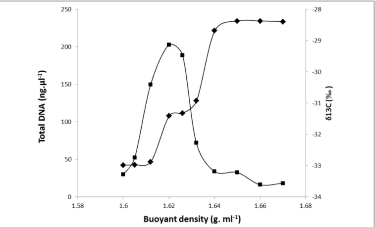 FIGURE 2 | Incorporation of 13 C-root exudates into microbial community DNA derived from the RAS of Dactylis glomerata plants after 1 week of 13 CO 2 labeling.