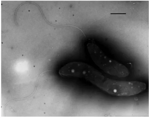 Fig.  3.  Transmission  electron  microscope  (TEM)  image  of  cells  of  S-1  T  grown  with  sulfide  as  the  electron  donor,  negatively-stained  with  0.5   %  uranyl  actetate