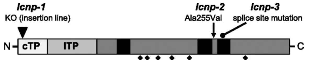 Figure 3. Schematic Representation of LCNP Protein with Positions of the Mutations. 