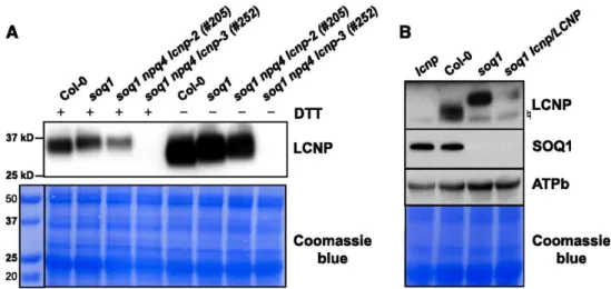 Figure 4. LCNP Protein Mobility Is Altered in the soq1 Mutant Background. Proteins were separated by  SDS-PAGE and analyzed by immunodetection with antibodies against LCNP, SOQ1, or ATPb
