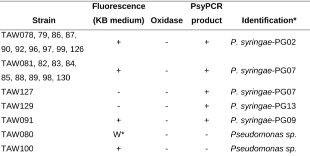 Table  3.  Characteristics  and  identification  of  putative  P.  syringae  strains  isolated  from  Tarn  river  water  with  the  conventional  procedure  based  on  phenotype screening  Strain  Fluorescence  (KB medium)  Oxidase  PsyPCR product  Identi