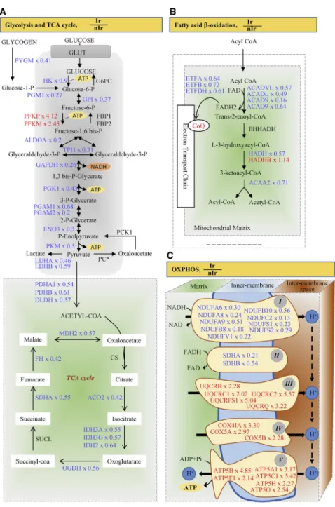 Figure 2. UVB Irradiation Downregulates the Majority of Proteins Involved in  Glycol-ysis, TCA Cycle, and Fatty Acid b -Oxidation Proteomic analysis was used to investigate the effects of chronic UVB irradiation on the profile expression of several protein