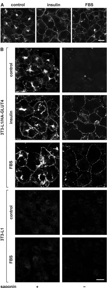 Figure 1. Effect of serum on the intracellular localization of GLUT4. 3T3-L1 adipocytes ( A ) or HA-GLUT4-expressing adipocytes ( B ) were incubated for 20 minutes with 100 nM insulin, 50% FBS, or left