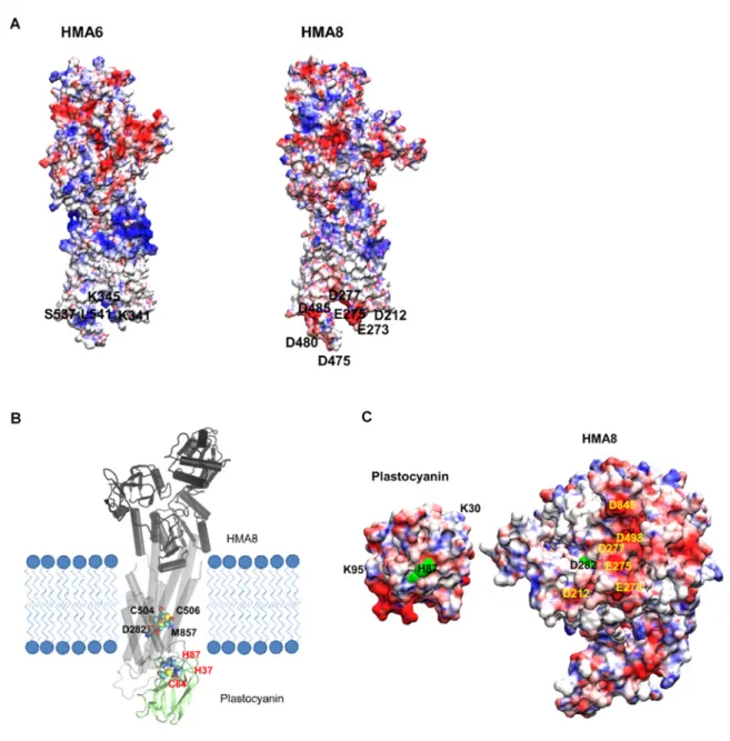 Figure 7 Modeling of HMA6-HMA8 and docking of plastocyanin