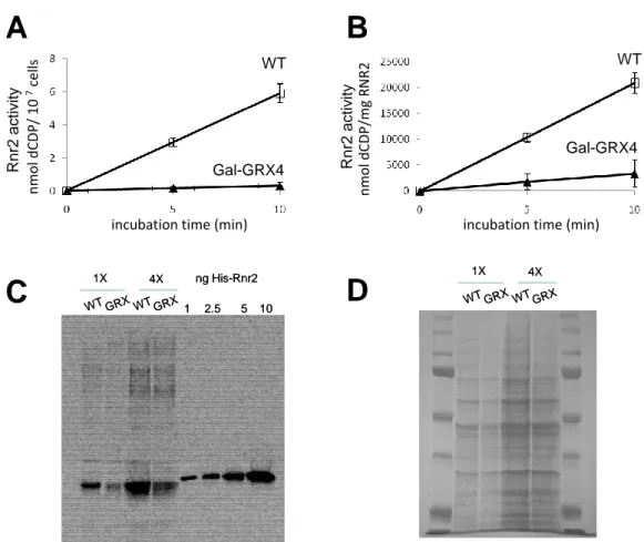 Figure  S3.  Low  levels  of  Grx3/4  impair  the  enzymatic  function  of  ribonucleotide  reductase