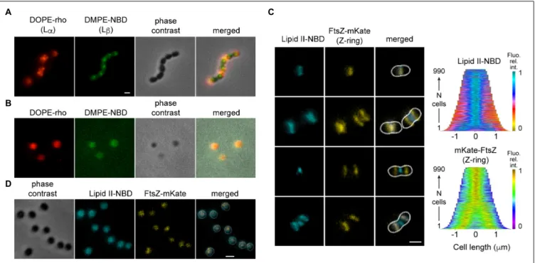 FIGURE 4 | Localization of lipids in S. pneumoniae depends on the cell shape. (A) Cells were labeled simultaneously with DOPE-rho (red) and DMPE-NBD (green) prior to further growth for 60 min