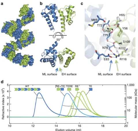 Figure 2 | LFY-SAM is an oligomerization domain. (a) Helical polymer of GbLFY-SAM in the crystal structure