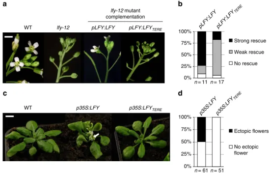 Figure 3 | Mutations to the LFY-SAM oligomerization domain impair LFY ﬂoral function in A