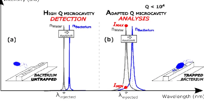 FIG. 1.  Redshift of the microcavity resonance wavelength in presence of a bacterium above it