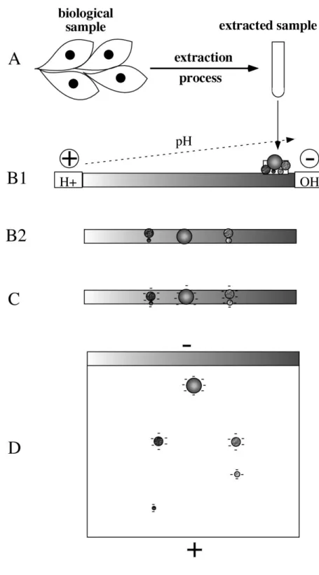 Figure 1: Scheme of principle of 2D gel electrophoresis  