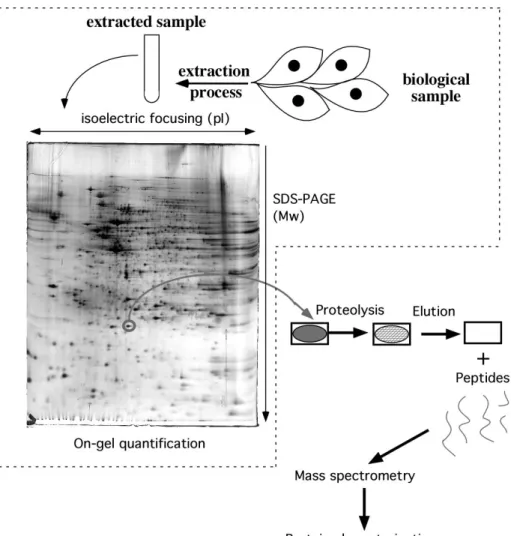 Figure 2: Scheme of principle of 2D gel-based proteomics  
