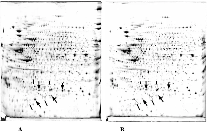 Figure 3: First step of the analysis of cell response to oxidative stress.  