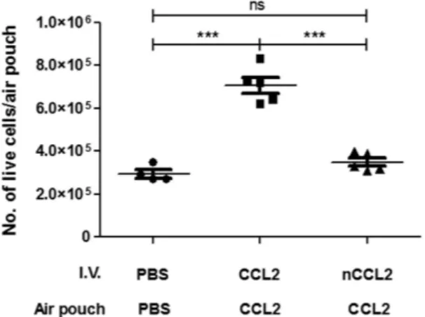 Figure 7.  NO 2 -CCL2 can antagonise the effects of CCL2 in vivo. Total cell migration into murine air  pouches was determined 18 hr after intrapouch administration of 10  μ  g CCL2 or PBS only control and I.V