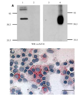 Fig. 2. Expression of ZnT-8 in human islets at the protein level.