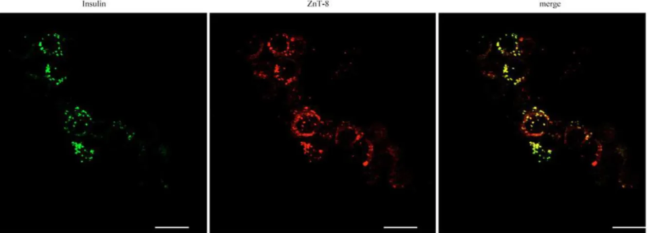 Fig. 3. Colocalization of ZnT-8 and insulin in human islet cells. Analysis of islet cell cytospins using anti-insulin and anti-ZnT-8 antibodies by confocal fluorescence microscopy