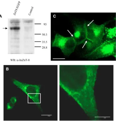 Fig. 4. ZnT-8 overexpression is INS-1E cells. (A) Western blot with anti-human ZnT-8 antibody showing the presence of the fusion protein at the expected size (i.e