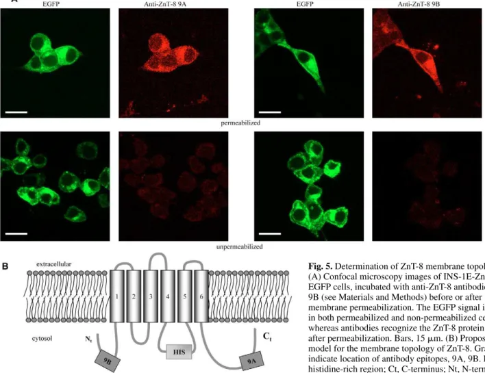 Fig. 5. Determination of ZnT-8 membrane topology.