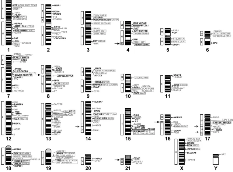 Fig. 1. Current rabbit cytogenetic map in our laboratory. The 102 newly localised genes are indicated in black characters on the right of each  ideo-gram while previously mapped genes to R-banded chromosomes are given in grey (Martin-DeLeon et al., 2001; H