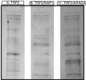 Figure 5. Interaction of RAP1 with TRF2 is associated to different binding properties