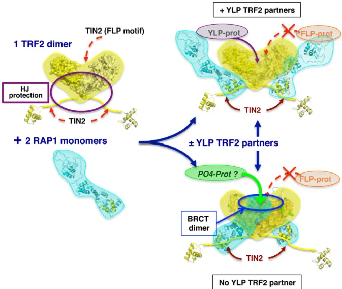 Figure 6. Model of binding properties of TRF2 / RAP1 assembly. Proposed model of the assembly of TRF2 / RAP1 and the effect of its malleability on its binding properties