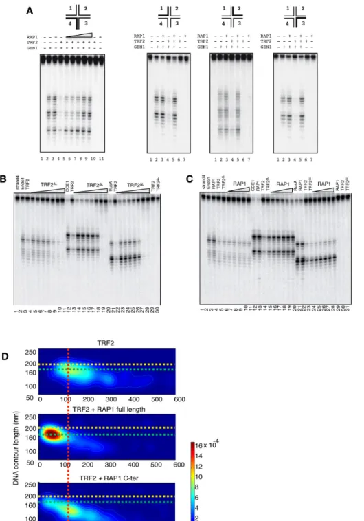 Figure 1. RAP1 affects TRF2 properties towards linear and branched DNA. (A) A total of 5 nM of telomeric Holliday Junction (tHJ) labelled on strand indicated at the top was incubated with 200 nM of TRF2 with and without increasing amount of RAP1 prior to c