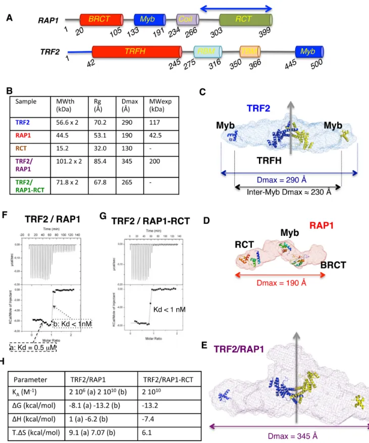 Figure 2. Formation of TRF2 complex with RAP1 is associated to conformational adjustment and biphasic signal of interaction