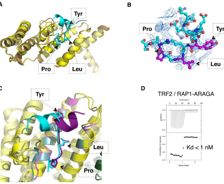 Figure 3. Complete interaction of RAP1 with TRF2 involves YXLXP motif and TRF2 dimerization domain