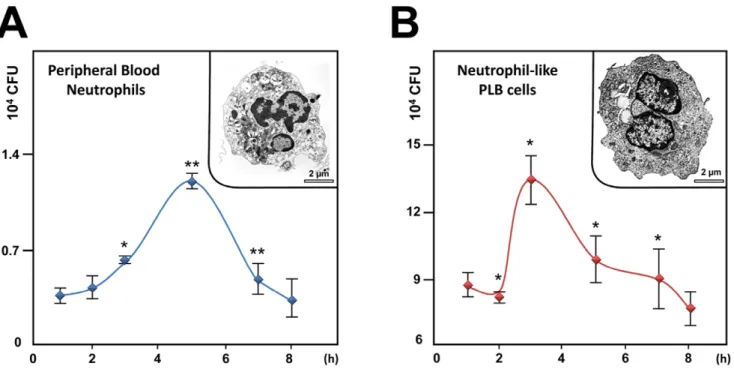 Figure 1. AIEC invade and replicate within PMN. A) Peripheral blood PMNs or B) differentiated PLB-985 cells were infected with AIEC LF82 at a multiplicity of infection (MOI) of 50