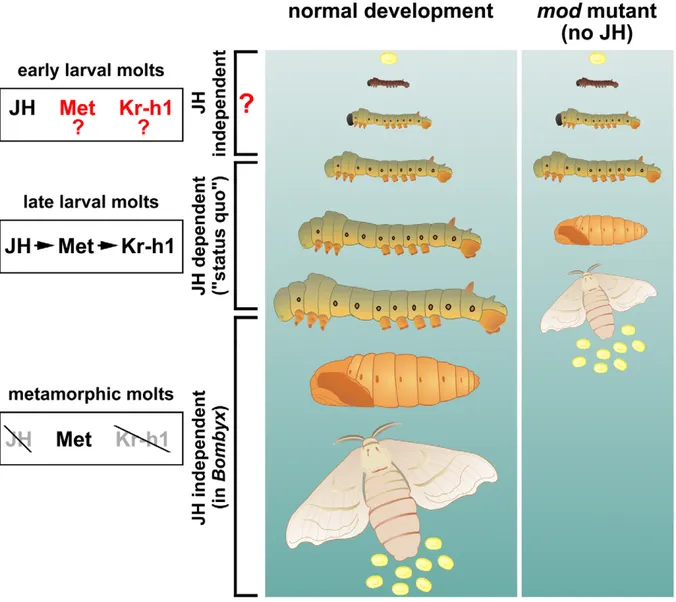 Figure 1. Development of the silkworm without juvenile hormones (JHs). Maintenance of larval characters before the larval-pupal and pupal-adult molts is the classical status quo role of JH
