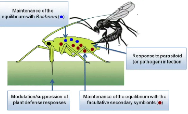 Fig. 1 Aphid’s immunity is likely involved in interactions with the host plant, the primary and secondary symbionts,  as well as the pathogens or parasitoids