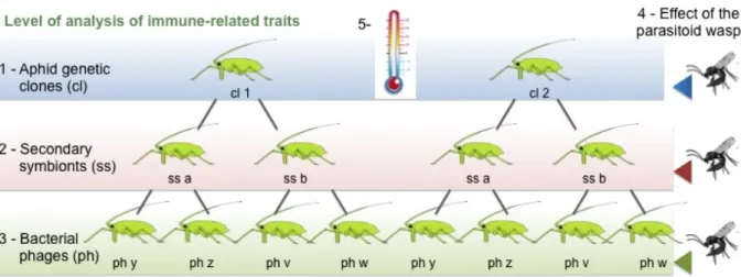Fig. 2 Studies on aphid immune-related traits should be performed in a sequential manner aimed at  understanding the respective influence of aphid genotype (level 1), of the presence of secondary symbionts (level  2), and possibly the presence of phages in