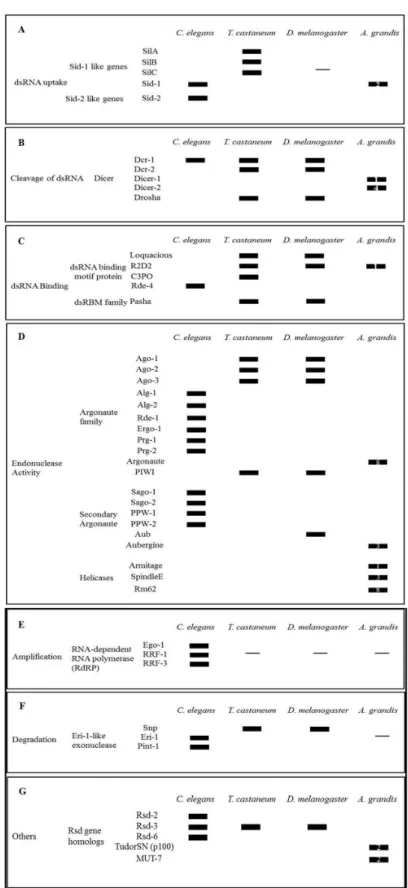 Figure 5.  Genes involved in RNAi mechanism found in A. grandis transcriptome.  The comparison with genes of C