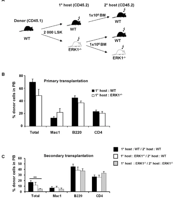 Figure 3. ERK1 2/2 microenvironment induces a defect in WT HSC activity. (A) Scheme of transplantation assay