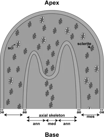 FIGURE 4.Diagram of sclerite incorporation in medullar part of axial skel- skel-eton at apex of a branch of C