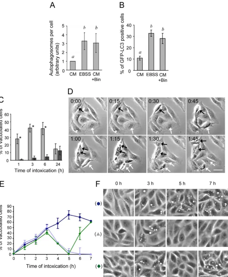 Figure 4. Autophagy is enhanced in Bin treated cells and contributes to vacuolation reversion