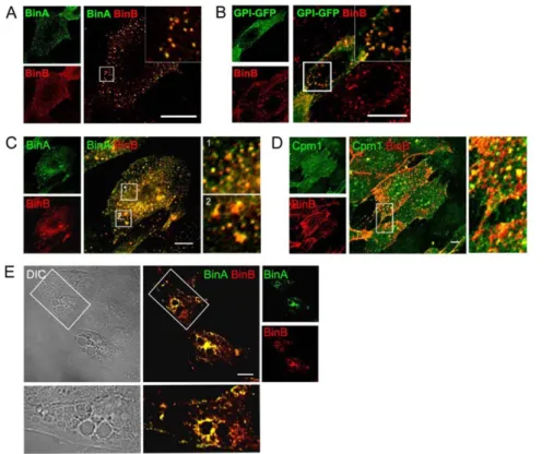 Figure 5. Internalized Bin is associated with its receptor but is not bound to vacuoles