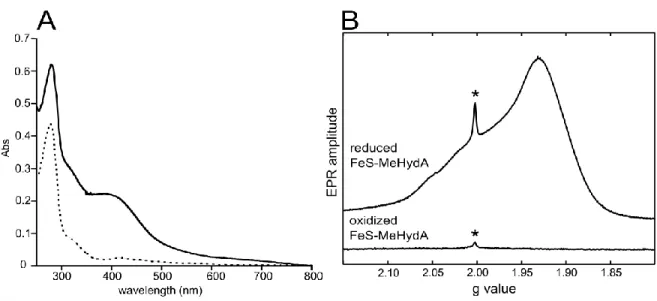 Figure 2. Spectroscopic characterization of reconstituted FeS-MeHydA. A) UV-visible spectra of 68 µM apo-