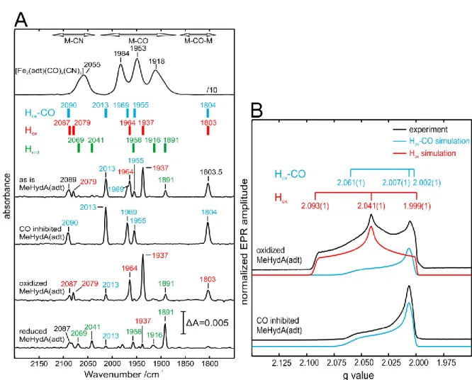 Figure 3. EPR and FTIR spectra of chemically maturated MeHydA. A)FTIR spectra of [Fe 2 (adt)(CO) 4 (CN) 2 ] 2- ,  holo-MeHydA as isolated, H ox , H ox -CO and H red  states in 100 mM potassium phosphate pH 6.8