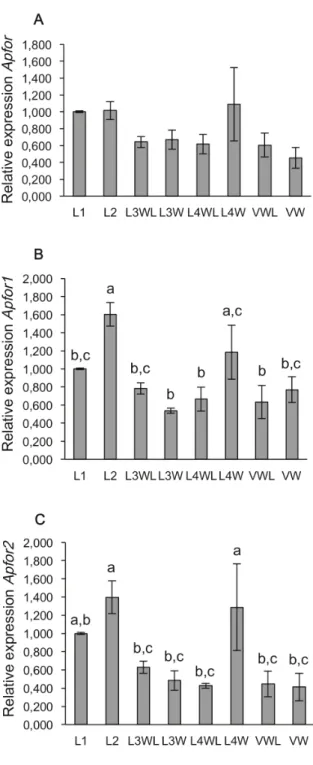 Figure 4 shows PKG enzyme activity in whole bodies and in heads of all behavioral variants, confirming that Apfor transcripts produce functional PKG proteins