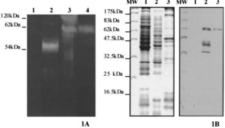 Fig. 1. CM-cellulase activity and MI-ENG1 detection in bacteria, nematode extracts and stylet secretions