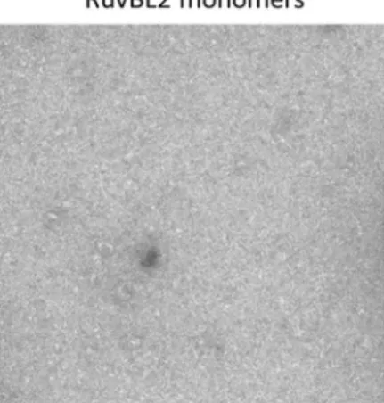 Figure 6.  hsRuvBL2 interaction with DNA. (a) Interaction of monomeric hsRuvBL2 with ssDNA promotes  ring reassembly, as observed by negative-staining EM