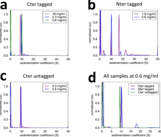 Figure 4.  Analytical ultracentrifugation analysis of hsRuvBL2 samples. The oligomeric plasticity of  hsRuvBL2 varies with the position of the tag: when placed on the C-terminus, hsRuvBL2 forms hexamers  in all concentrations tested, even after tag cleavag