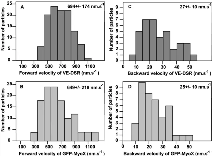 FIG.  11.  Velocity  histograms  for  forward  and  backward  movements  of  VE-DSR  and  GFP-MyoX  patches