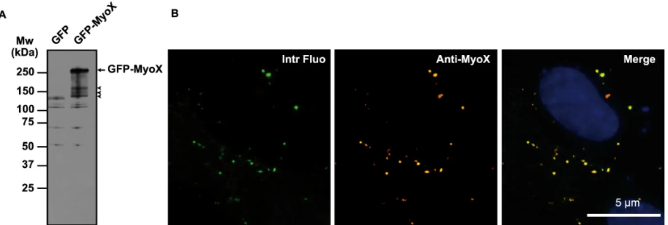 FIG.  1.  Biochemical  characterization  of  the  anti-MyoX  antibody.  (A)  The  rabbit  polyclonal  Anti-Myosin-X  antibody  identified  a  polypeptide  band  of  expected  molecular  mass  in  lysates  of  GFP-MyoX-expressing  CHO  cells